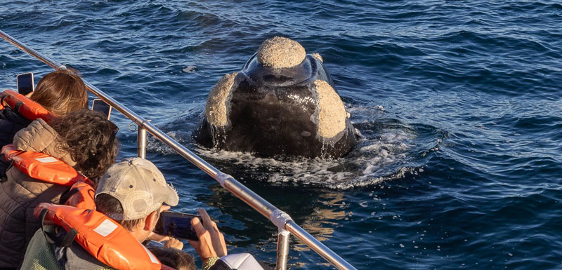 Avistaje de Ballenas en Puerto Pirámides