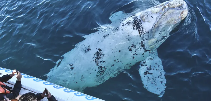 Avistaje de Ballenas
