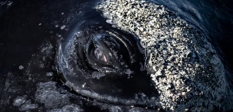 Avistaje de Ballenas