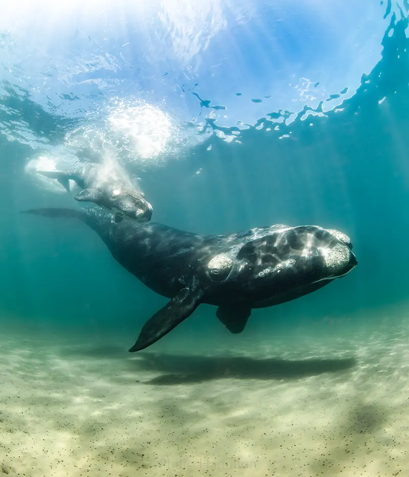 Una ballena franca austral vista bajo el agua, con sus callosidades blancas en la cabeza