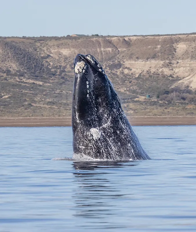 Una ballena franca asoma la cabeza fuera del agua frente a los acantilados