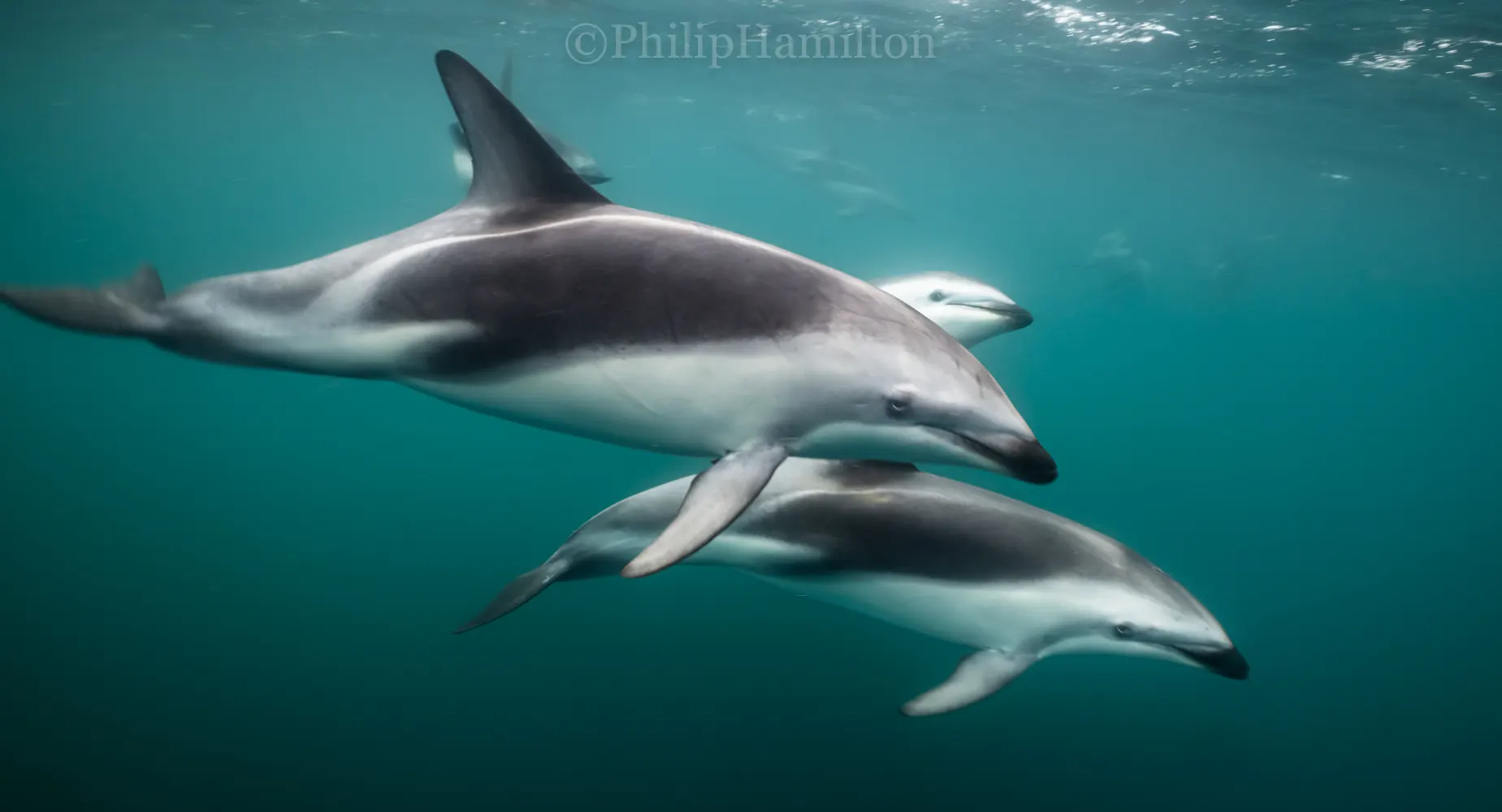 Grupo de delfines oscuros nadando juntos en el golfo Nuevo