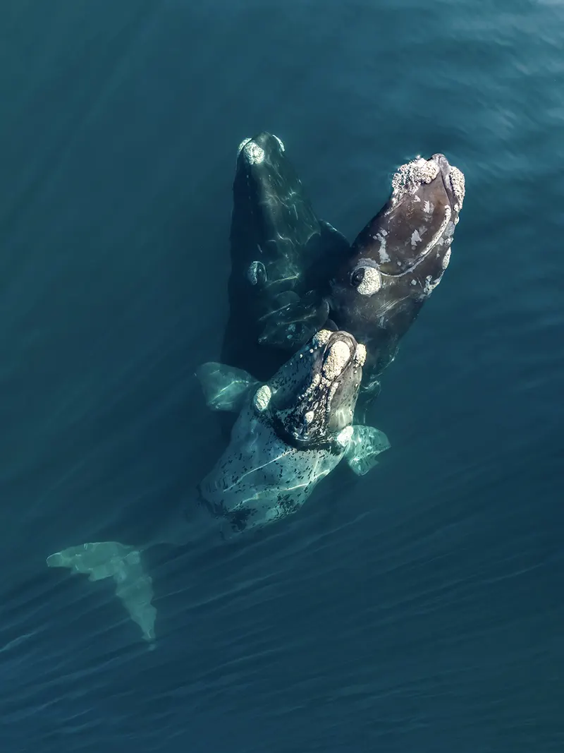 Tres ballenas francas vistas desde el aire en aguas someras