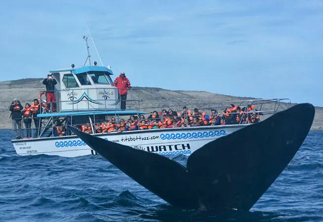 Mimosa II navegando con pasajeros saludando desde la borda