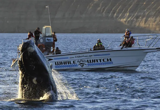 Mimosa III con pasajeros mientras una ballena levanta la cola junto a la embarcación