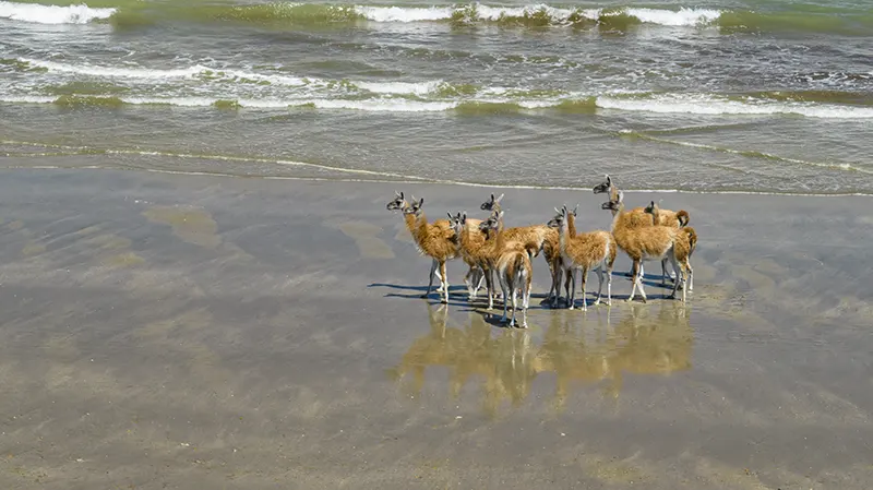 Grupo de guanacos caminando por la orilla del mar en Península Valdés