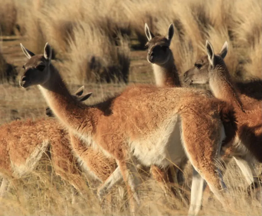 Guanacos en la estepa de Península Valdés