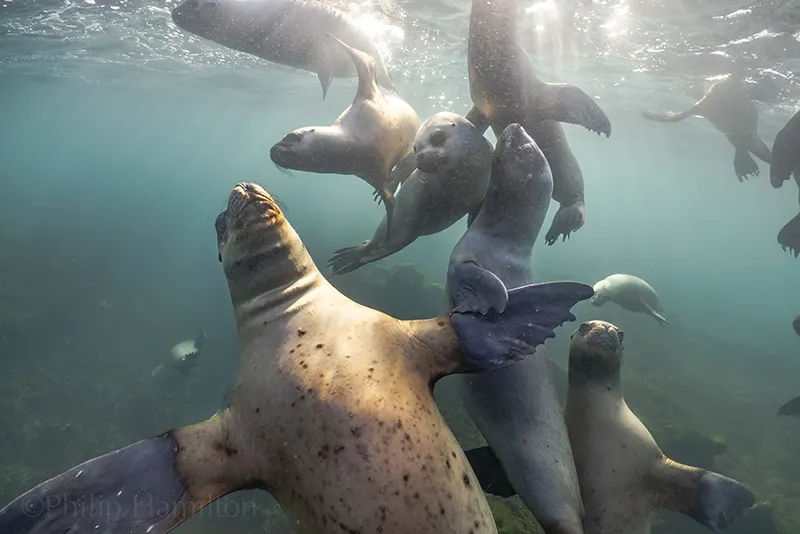 Grupo de lobos marinos nadando bajo el agua en Península Valdés