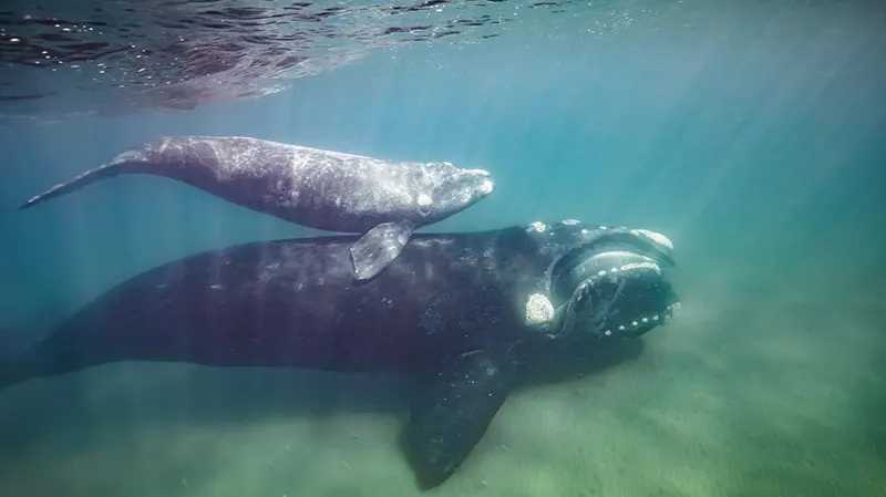 Una ballena franca austral adulta y su cría nadando bajo el agua sobre fondo de arena
