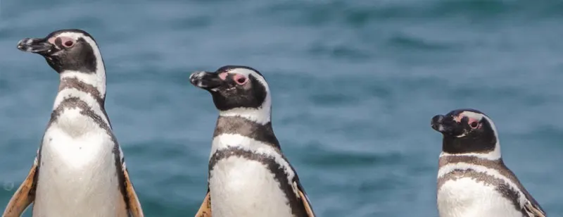 Pinguinos en Punta Tombo