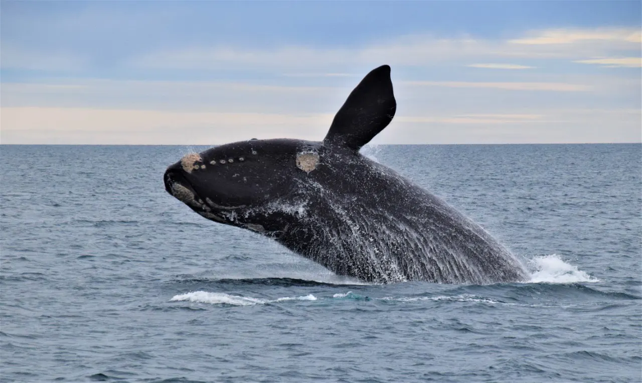 Una ballena franca saltando fuera del agua